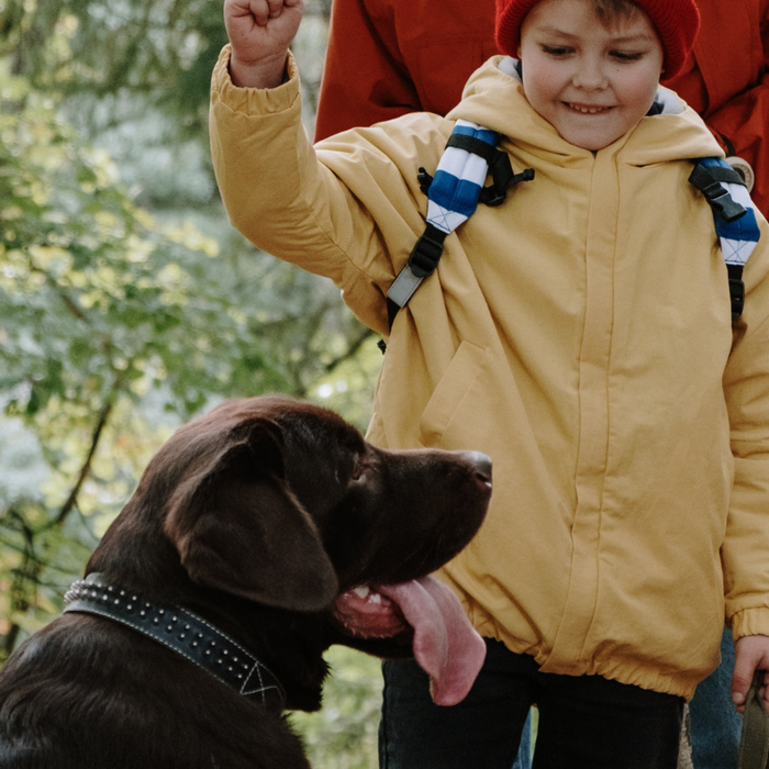 Deciding between autism service dogs or therapy dogs